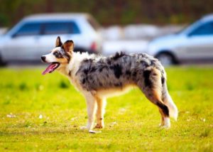 Australian Shepherds actually came from regions between the Pyrenees Mountains