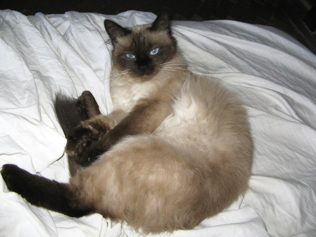 Balinese are the long-haired version of Siamese