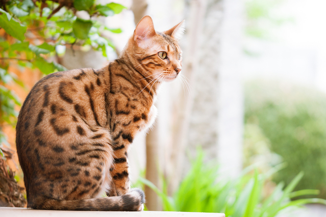 Bengals have stunning coats