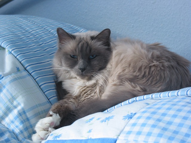 With sweet tempers, Birmans are one of the most affectionate cat breeds