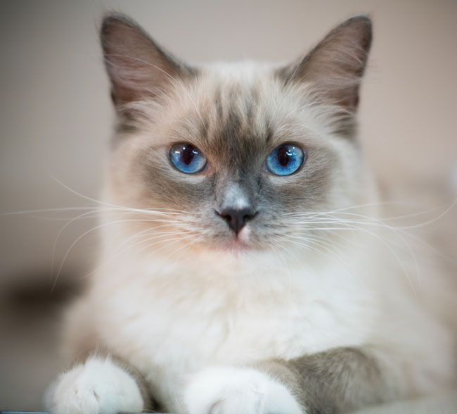 Birmans look regal but are sweet as can be