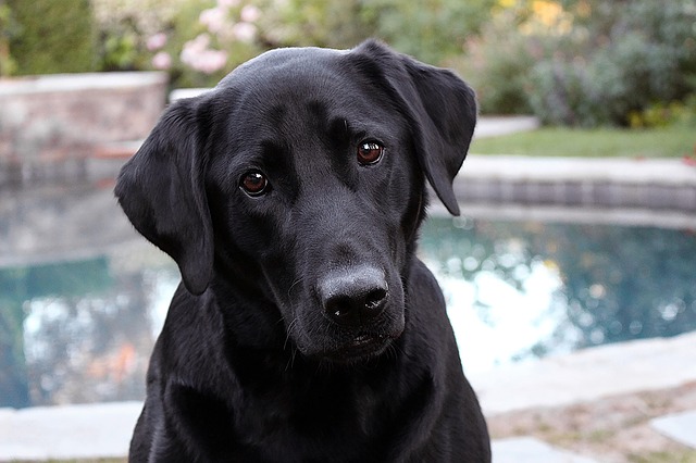 Labrador Retrievers work well in any lifestyle