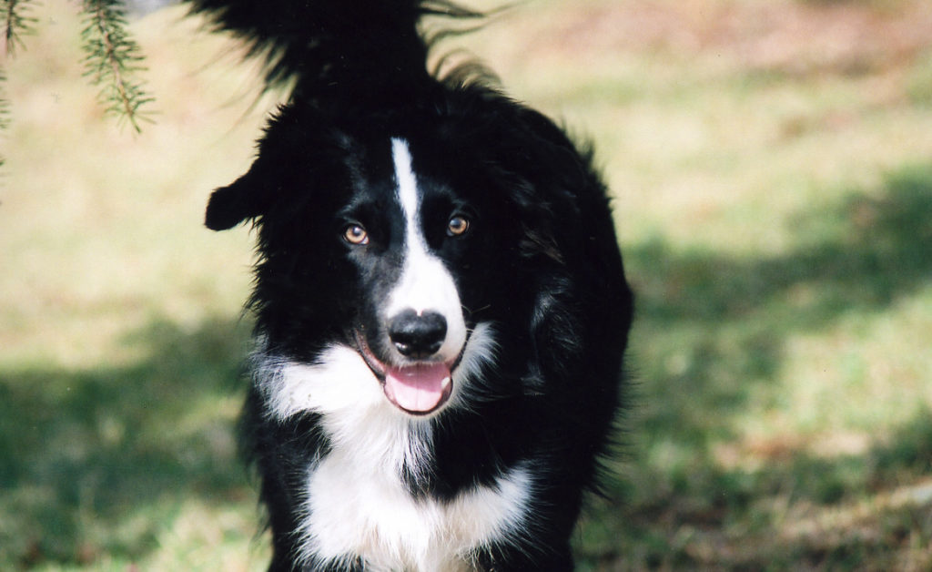 Border collies are one of the most popular herding dog breeds