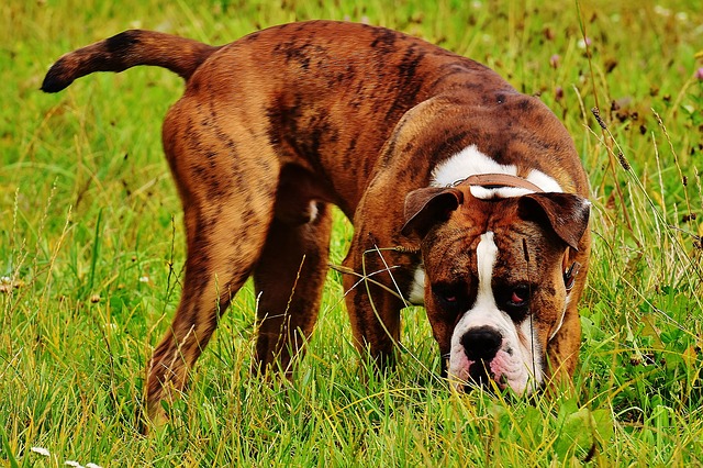 Boxers have boundless energy and love to play