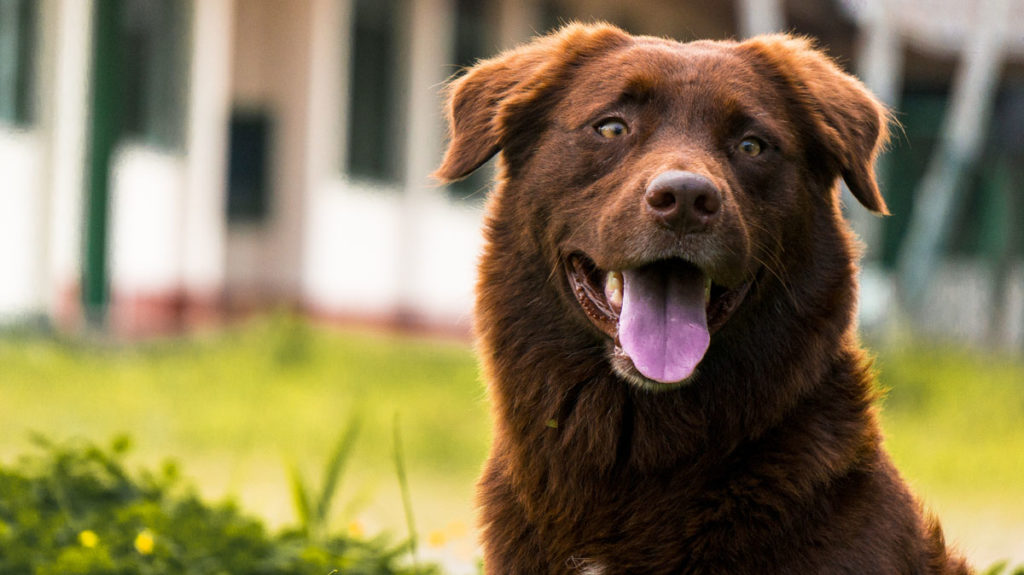 The natural world provides the perfect inspiration for brown dog names