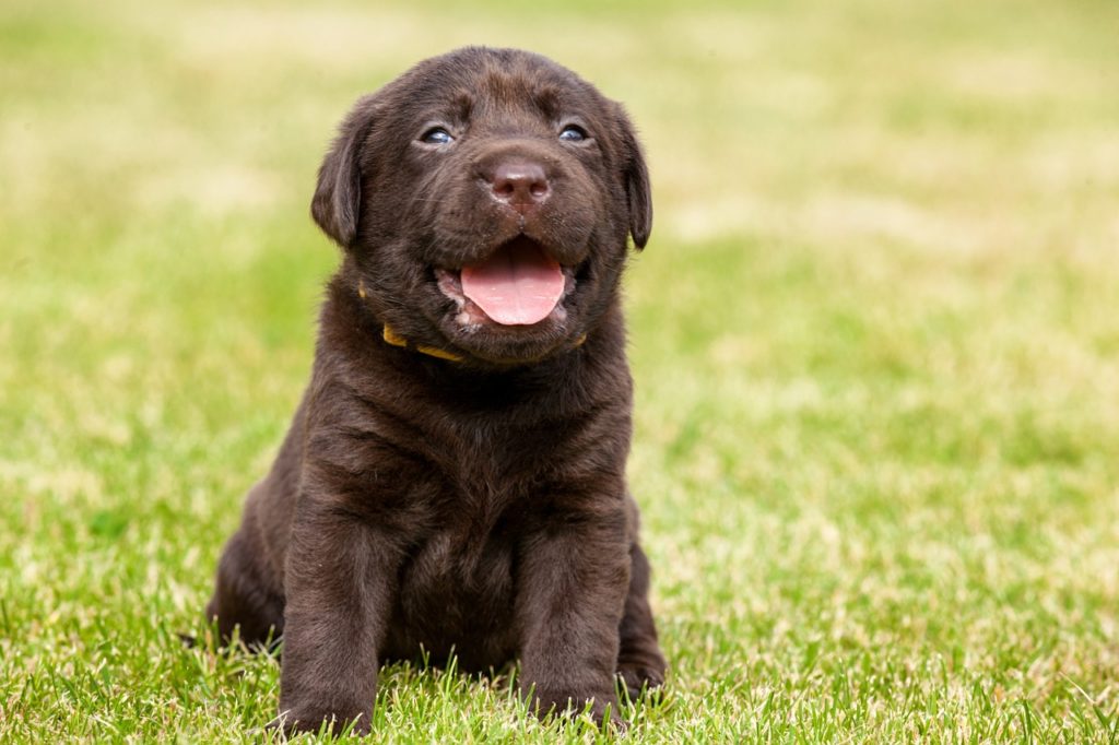 Chocolate's a common color in dogs