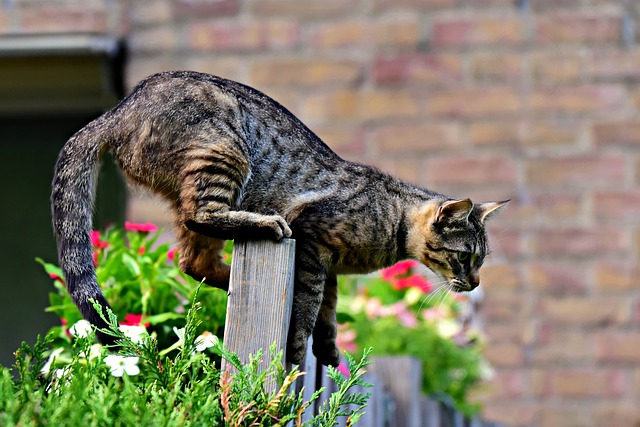 Tabby cat names can come from their colors or patterns