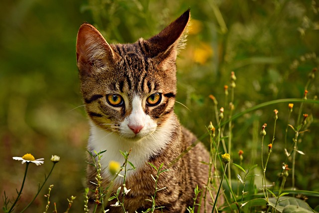 Tabby coats come in four patterns