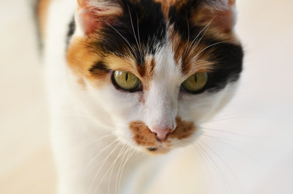 Calico cat names should capitalize on their unique patterns