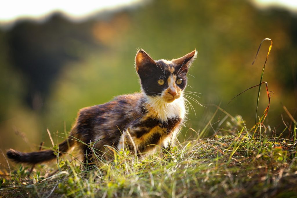 Calico cat names should reflect the uniqueness of their coat