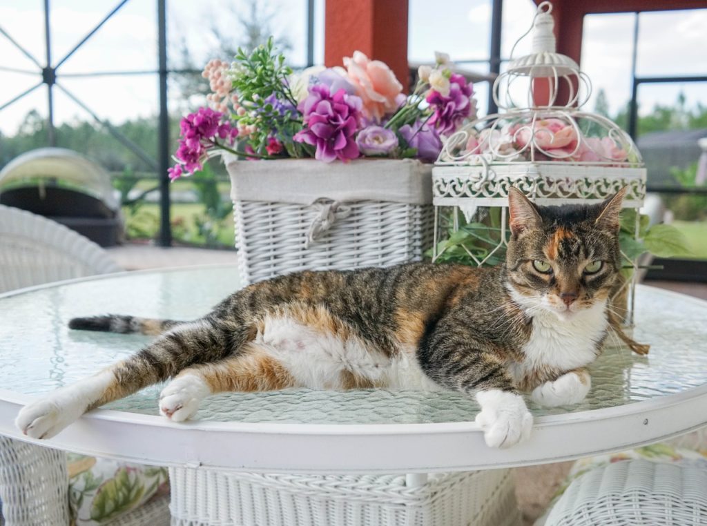 Calicos often feature orange, black, and white fur