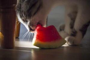 Cats eat watermelon, but with certain warnings observed