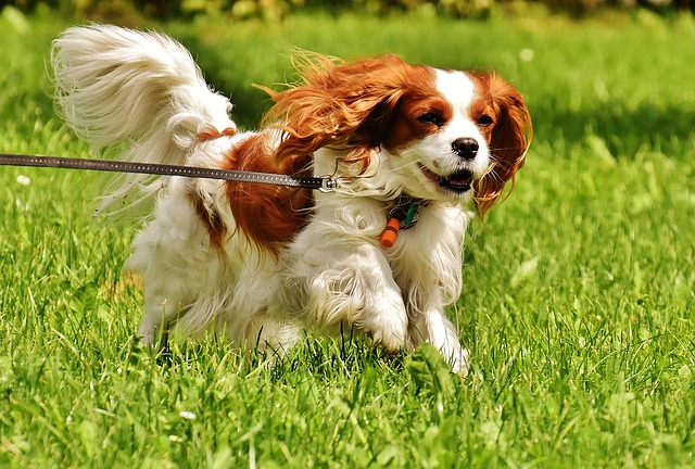 Cavalier King Charles Spaniels make excellent dog breeds for first-time owners due to their calm tempers