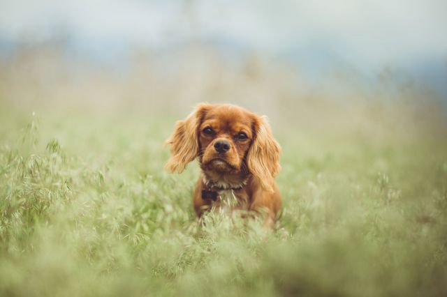 Cavalier King Charles Spaniels are one of the best dog breeds for apartments with their sweet tempers