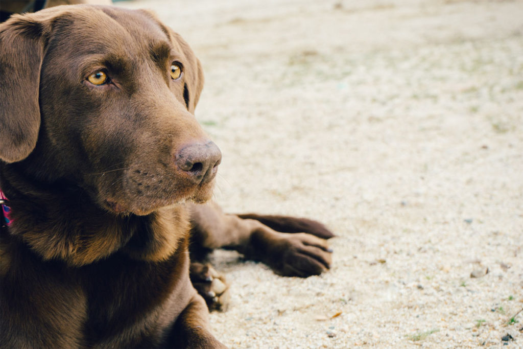 Brown dogs range in shade from deep chocolate to liver