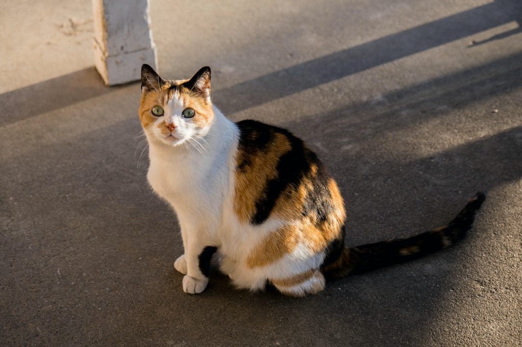 Calicos in pop culture are often portrayed as chubby