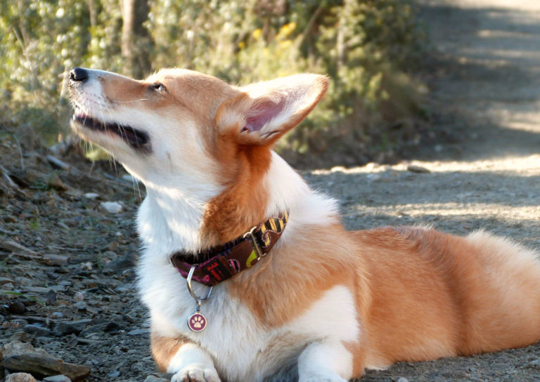 Dog collars hold important safety information