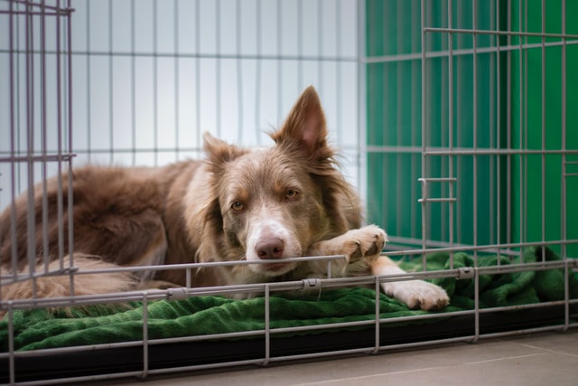 Dog crates keep your furry friend safe