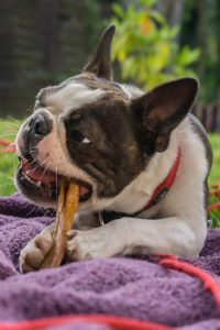 Dog dental chews are yummy treats that help clean teeth