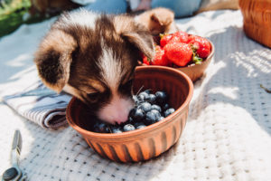 When dogs eat blueberries, they get plenty of antioxidants