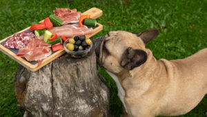 When dogs eat olives, they get health benefits and some concerns