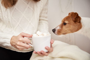 Dogs eat marshmallows and end up with severe GI upset