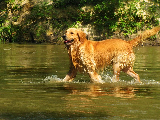 Golden Retrievers are one of the best dog breeds for first-time owners
