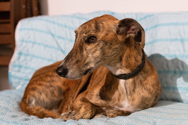 Greyhounds are one of the best dog breeds for apartments due to their lazy nature
