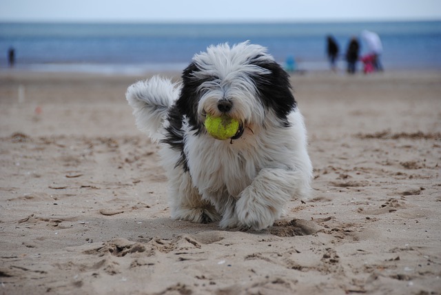 Old English Sheepdogs worked as loyal watchdogs for sheep flocks