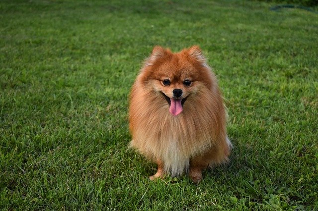 Pomeranians make one of the best dog breeds for first-time owners with their easy-going attitudes