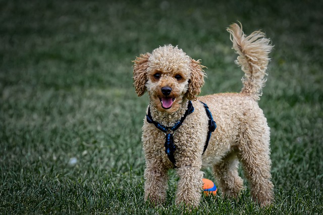 With their high intelligence, Poodles make excellent dog breeds for first-time owners