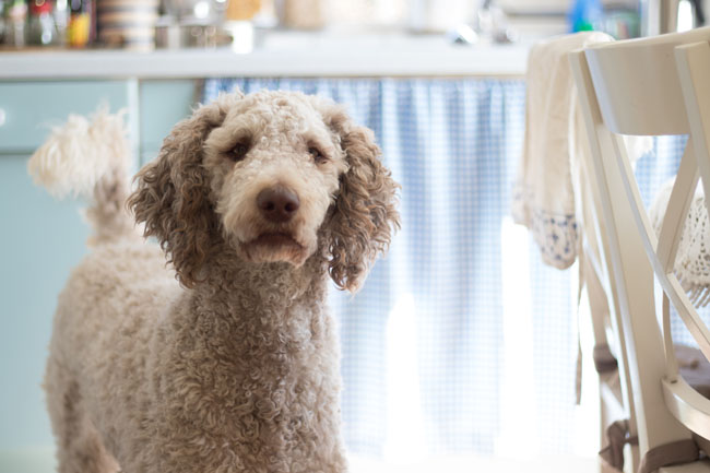 Poodles come in three sizes, making them good dog breeds for apartments