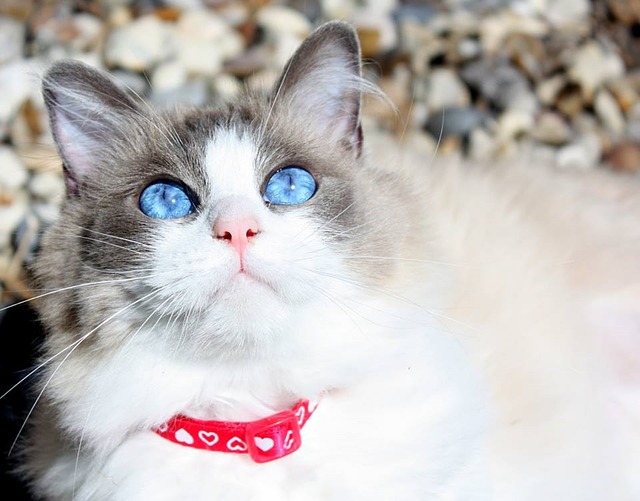 Ragdolls greet their owners at the door, earning their spot as one of the most affectionate cat breeds