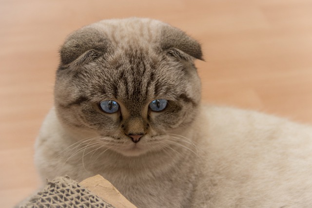 Scottish Folds look adorable and act that way, too