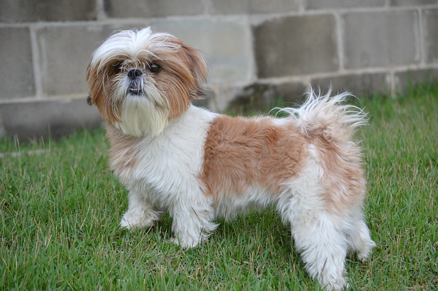 Shih Tzus are playful and active