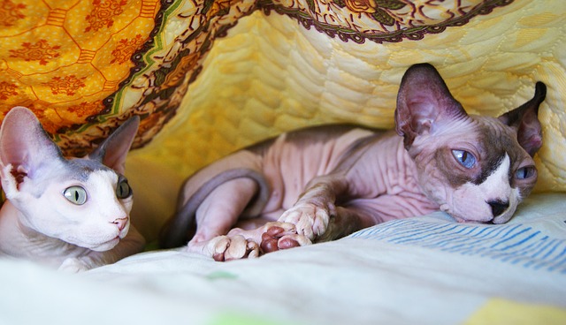 Sphynx may seek your lap for warmth, but they also adore people