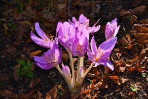 Autumn Crocus are toxic plants that may affect every part of your pet's body