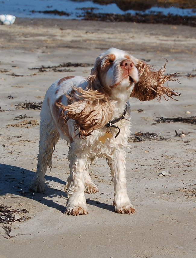 Always dry your dogs ears thoroughly after swimming to keep water out of the canal