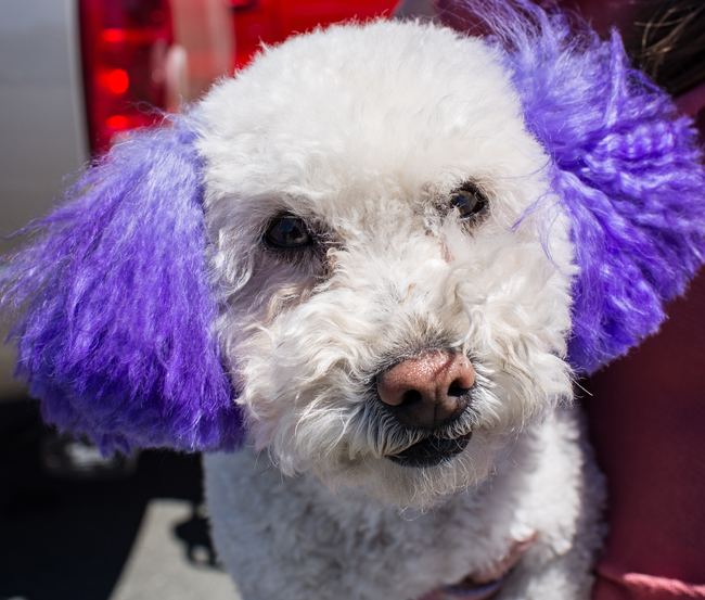 You should consider the risks before deciding to color your dog's hair