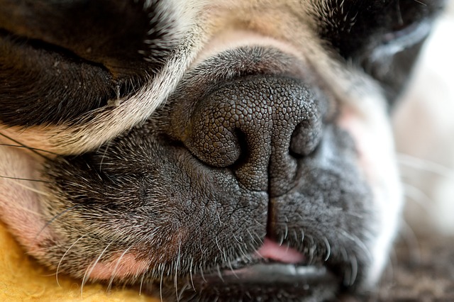 Brachycephalic breeds often demonstrate reverse sneezes