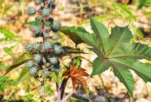 Castor beans are a toxic plant containing ricin