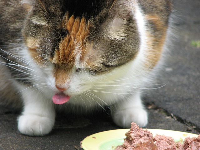 Cats have very few taste buds, compared to dogs or humans