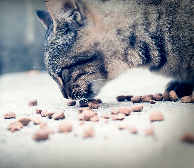 When cats eat dog food, they miss out on essential nutrients