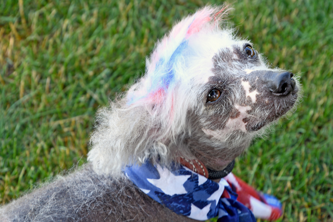 Even fur chalks and blow pens aren't considered safe when it comes to dog hair dyes