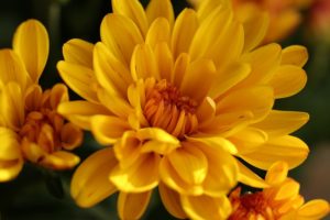 Chrysanthemums are particularly toxic plants for cats