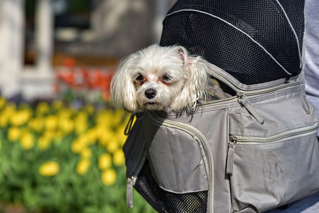 Dog carrier backpacks give pups a better vantage point