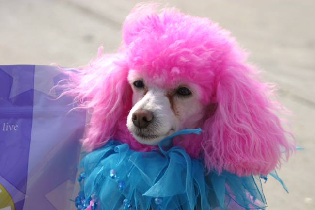 Dog Hair Dyes: The Truth Behind a Colorful Canine Fad