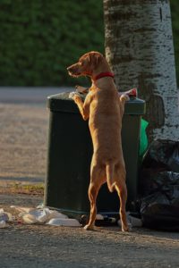 Dog-proof trash cans keep your pup safe and your house clean