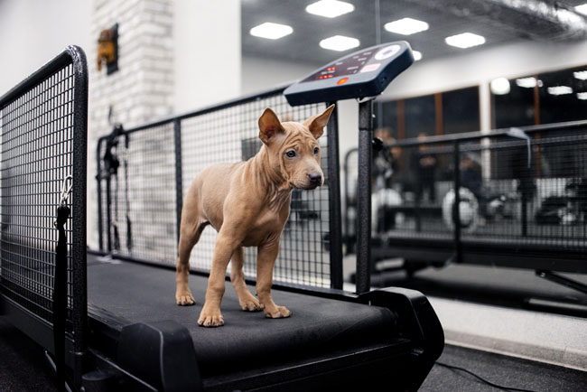 Dog treadmills allow owners to walk their dogs at any time