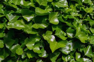 English Ivy is a toxic plant leading to GI upset